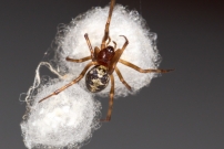 La Malmignatte des maisons. Une femelle et ses cocons (Araneae - Theridiidae - Steatoda triangulosa)